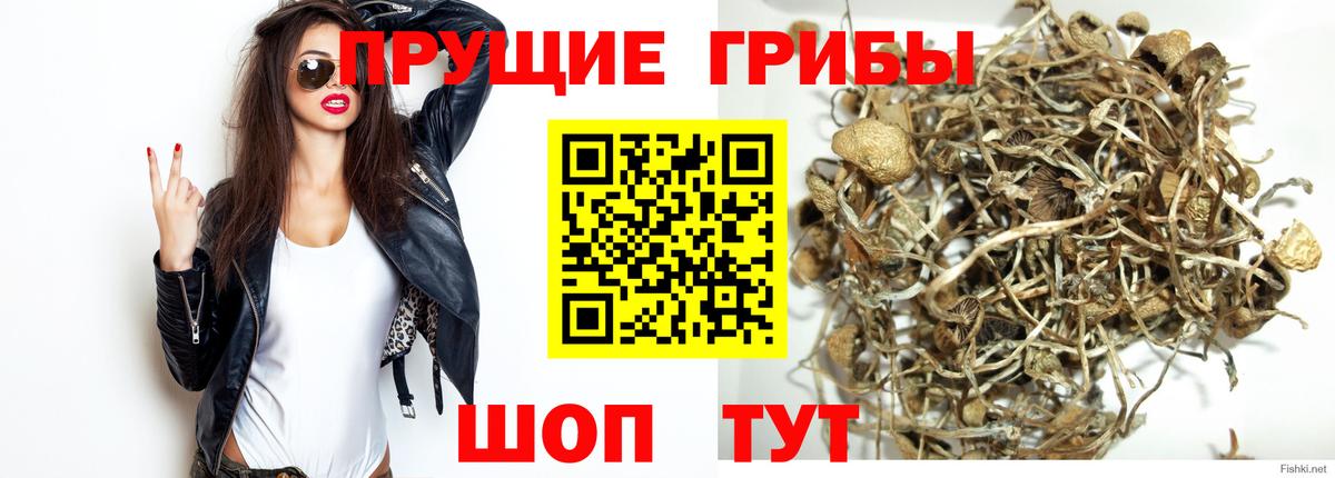 Псилоцибиновые грибы Psilocybe  Псилоцибиновые грибы мицелий  Камень-на-Оби  Вход с VPN 